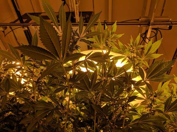 Groeilamp cannabis